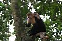 Img_7449-malpa kapucinska-white-faced capuchin.jpg